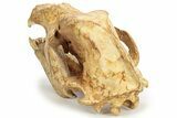 Fossil Cave Bear (Ursus Spelaeus) Skull - Romania #227515-5